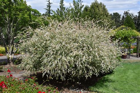 Hakura Nishiki Variegated Willow (Salix integra 'Hakuro Nishiki') in Wilmette Chicago Evanston ...