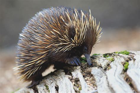 Equidna australiano - descripción, hábitat, estilo de vida