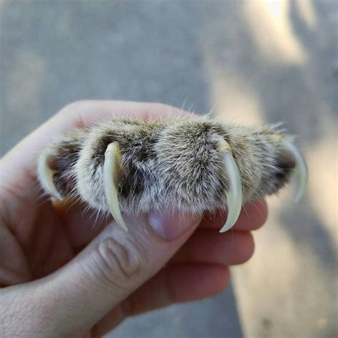 Bobcat Claws Closeup by kazscreations on DeviantArt