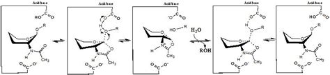 Glycosidases – A Mechanistic Overview | IntechOpen