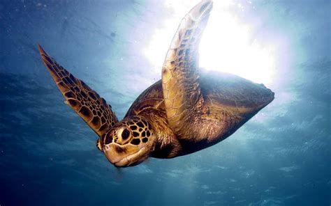 Download Wallpaper 3840x2400 Barrier reef, Sea, Swim, Turtle Ultra HD ...