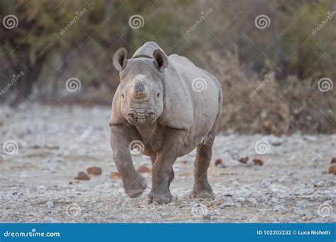 Black Rhino with Horn Removed To Prevent Poaching Stock Photo - Image of rhino, okaukuejo: 102203232