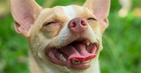 Deer Head Chihuahua - A Complete Guide To A Distinctive Tiny Dog