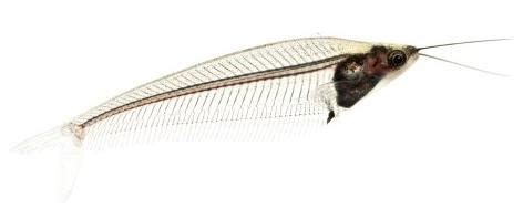 Glass Catfish