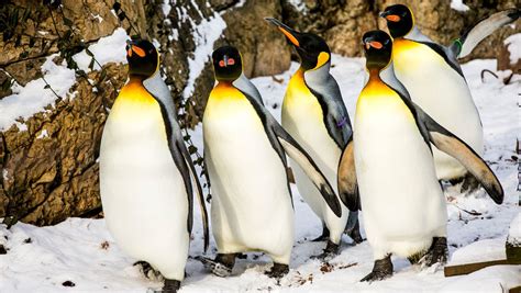 King penguins: Global warming threatens species