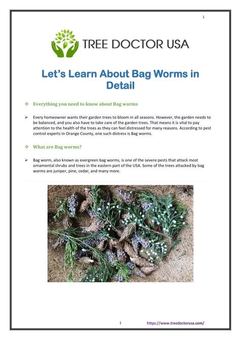 PPT - Identify, Treat, & Prevent Bag Worms Pests From Your Trees ...