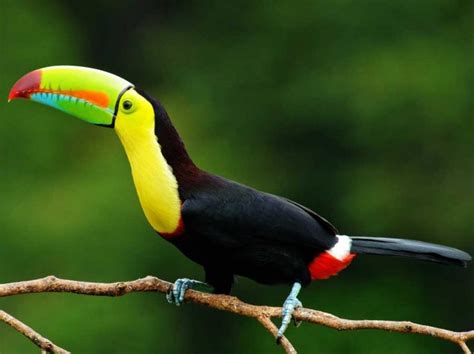 Belize Animals: 6 Must See Safari Contenders (2019 Update)