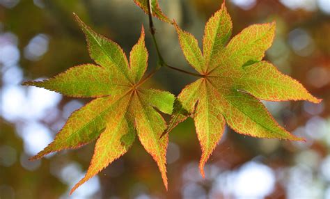 File:Japanese maple leaves.jpg - Wikimedia Commons
