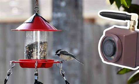 Bird Feeder with Mini IP Camera - Green Backyard