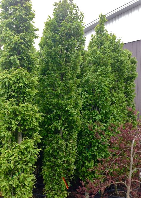 Carpinus betulus 'Fastigiata' Common Hornbeam | Garden Center Marketing