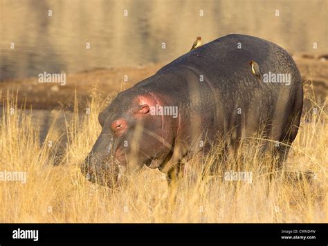 hippo feeding Stock Photo - Alamy