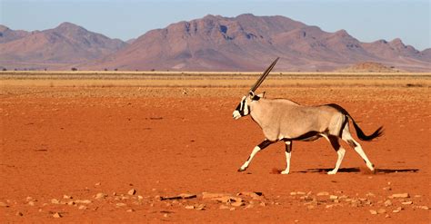 Oryx du Namib – | Yann Corby