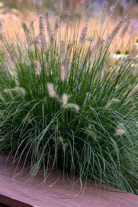 How to Grow Pennisetum (Fountain Grasses) | Fountain grass, Grasses garden, Grass care