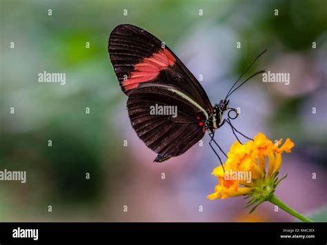 The Postman butterfly Stock Photo - Alamy