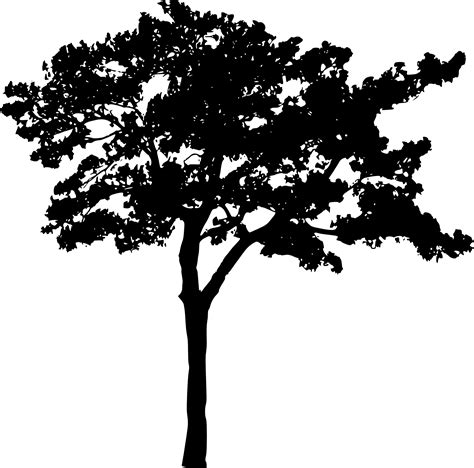 Free photo: Tree Silhouette - Black and white, Black-and-white, Branches - Free Download - Jooinn