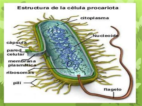 celula procariota