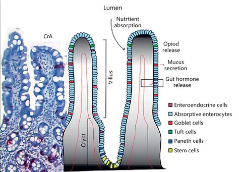 Figure 1 from Development and Anatomy of the Enteroendocrine System in Humans. | Semantic Scholar