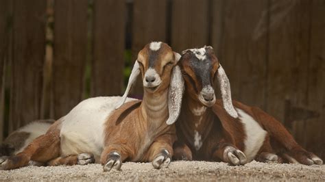 HD Wallpaper of Adorable Goats in Peaceful Retrospect