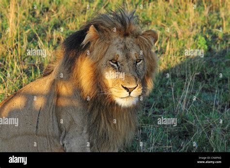 Male Lion, Masai Mara Stock Photo - Alamy