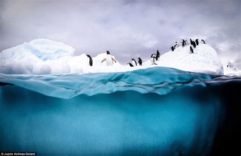 Heart-warming pictures of playful penguins diving off an iceberg into freezing Antarctic waters ...