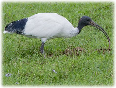 Bird watching in Australia - Australian White Ibis