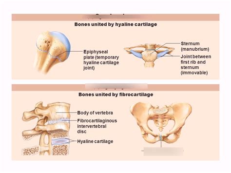 Cartilaginous Joints Diagram | Quizlet