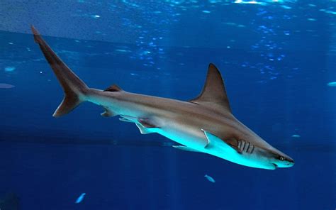 Stay away from sharks, says Israel's parks authority | The Times of Israel