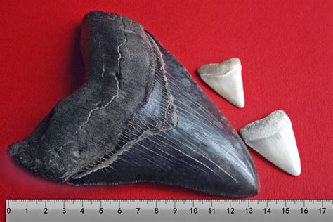 Largest shark tooth