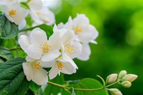 18 Beautiful Mock Orange Varieties (Philadelphus) - Petal Republic