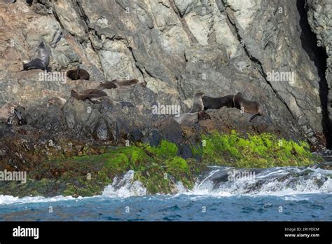 Chile, Juan Fernandez Islands, Robinson Crusoe Island, Bahia Padre ...