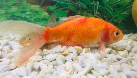 10.3.6. Red Blotches or Septicemia in Aquarium Fish