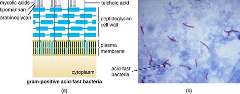 Difference Between Acid Fast and Non Acid Fast Bacteria | Definition, Features, Examples