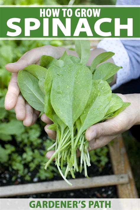 How to Plant and Grow Spinach | Gardener’s Path