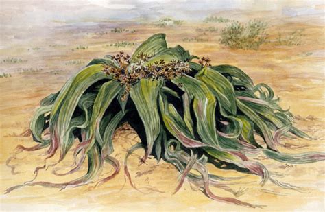 Welwitschia mirabilis by WillemSvdMerwe on DeviantArt