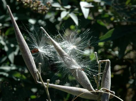 The Vineyard Gazette - Martha's Vineyard News | Island Garden Club Ponders Pruning