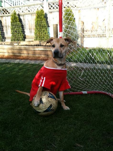 17 Best images about Dogs Playing Soccer on Pinterest | Soccer players ...