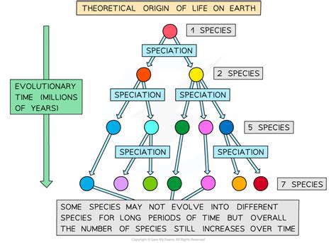 AQA A Level Biology复习笔记7.3.5 Evolution-翰林国际教育