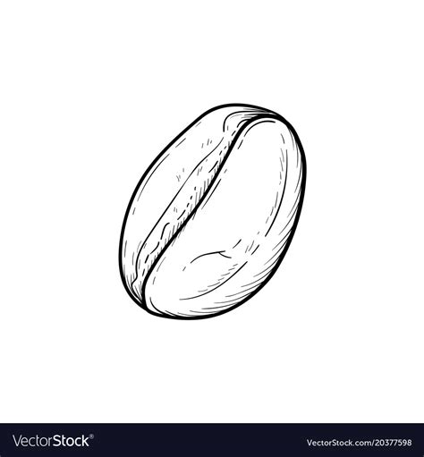 Coffee bean hand drawn sketch icon Royalty Free Vector Image