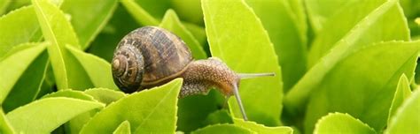 How Long Can A Snail Sleep? - mammothgrinder