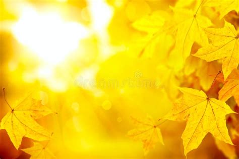 Abstract Autumn Yellow Leaves Nature Background Stock Image - Image of sale, abstract: 32985401