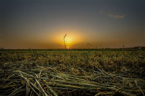 Sunset over wheat field