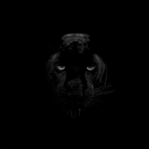 Panther, predator, kucing besar, satwa liar, lihat, Black Jaguar Animal wallpaper ponsel HD | Pxfuel