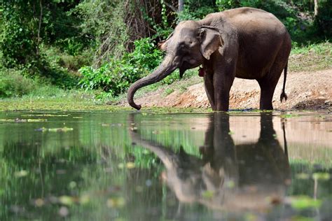 Laos Wildlife and Biodiversity | WorkingAbroad