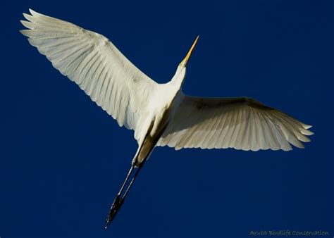 Birds of Aruba – Aruba Today