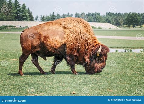 Plains Bison (Bison Bison Bison) In A Field Stock Photography ...