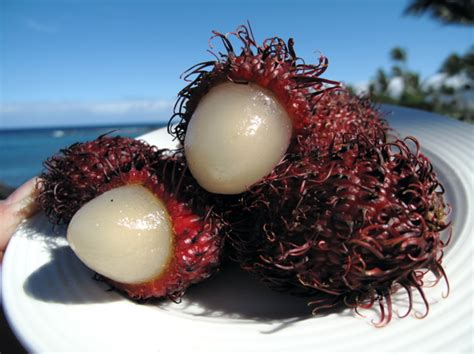 Rambutan | Recipes Wiki | Fandom