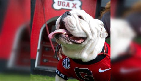 University of Georgia's Most Decorated Mascot, Uga X "Que," Passes