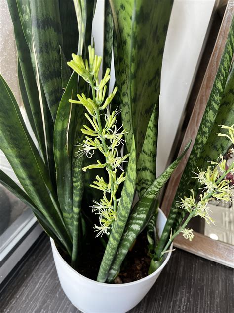 Snake Plant Flowering : r/plants