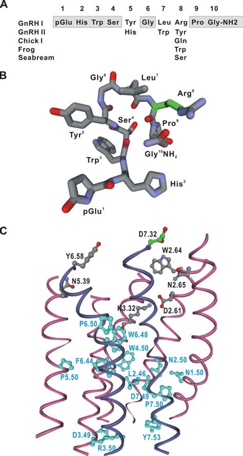 Structures of GnRHs and the human GnRH receptor. A, primary structures ...