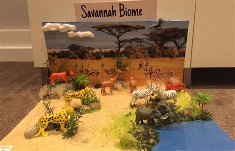 Grassland Biome Project